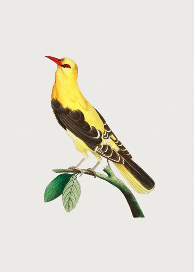  da George Shaw