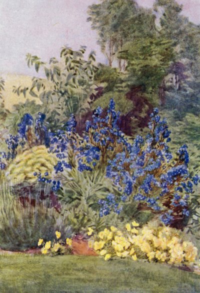 Anchusa Italica varietà Dropmore, con Clematis recta e Viole da George Soper