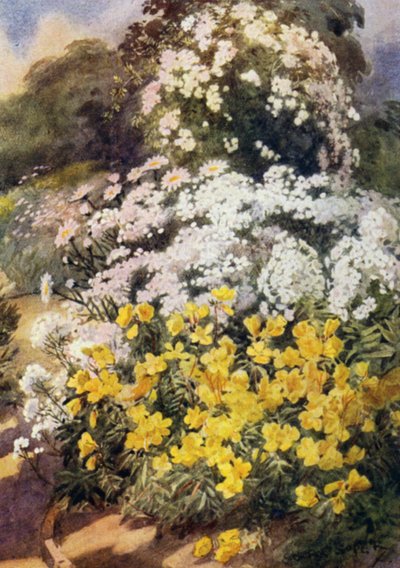 Oenothera Fruticosa Youngii, una delle migliori primule della sera, con sfondo di flox bianchi, Achillea Ptarmica e margherite Shasta da George Soper
