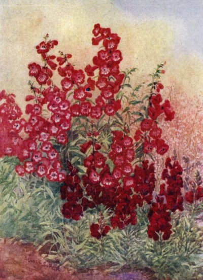 Pentstemons, Antirrhinums e Heuchera Brizoides (litografia a colori) da George Soper