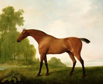 Un purosangue baio in un paesaggio da George Stubbs