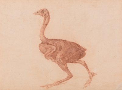 Esposizione anatomica comparata della struttura del corpo umano con quella di una tigre e di un volatile comune: Gallina dorking, vista laterale da George Stubbs