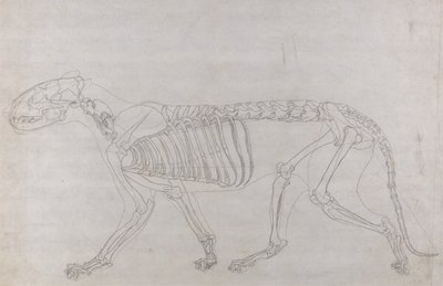 Esposizione anatomica comparata della struttura del corpo umano con quella di una tigre e di un uccello comune: Scheletro di tigre, vista laterale da George Stubbs