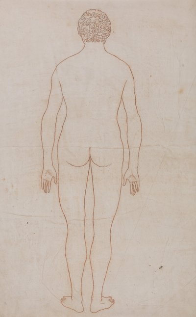 Esposizione anatomica comparata della struttura del corpo umano con quella di una tigre e di un uccello comune: Corpo umano, vista posteriore (Schema per la Tavola VII) da George Stubbs