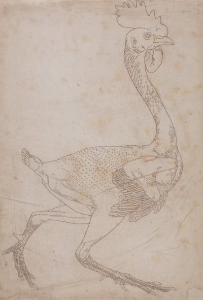 Esposizione anatomica comparata della struttura del corpo umano con quella di una tigre e di un volatile comune: Corpo di volatile, vista laterale (probabilmente preparato per essere trasferito sulla lastra per l