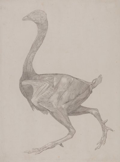 Esposizione anatomica comparata della struttura del corpo umano con quella di una tigre e di un volatile comune: Corpo di pollo, vista laterale (probabilmente preparato per il trasferimento sulla lastra per l