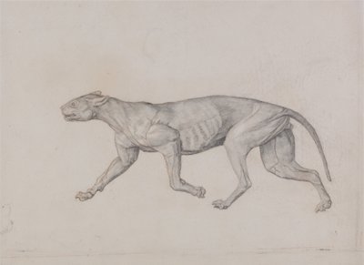 Esposizione anatomica comparata della struttura del corpo umano con quella di una tigre e di un uccello comune:  Corpo di leopardo, vista laterale da George Stubbs