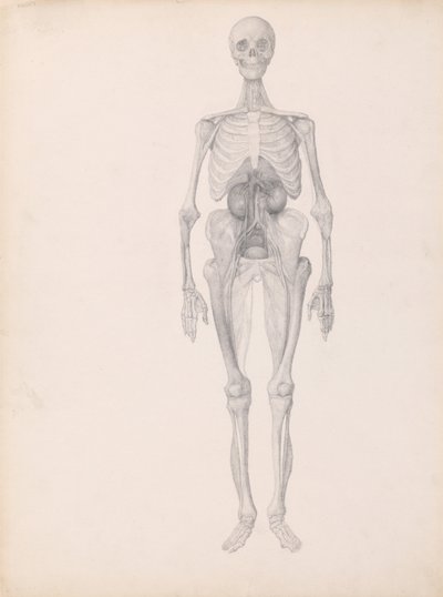 Esposizione anatomica comparata della struttura del corpo umano con quella di una tigre e di un uccello comune:  Figura umana, vista anteriore (Studio finito della fase finale della dissezione) da George Stubbs