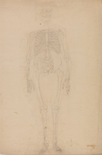 Esposizione anatomica comparata della struttura del corpo umano con quella di una tigre e di un uccello comune: Scheletro umano, vista anteriore da George Stubbs
