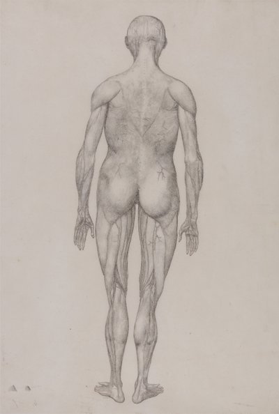 Esposizione anatomica comparata della struttura del corpo umano con quella di una tigre e di un volatile comune: Figura umana, vista posteriore (quasi identica al disegno finito per la tavola XII) da George Stubbs
