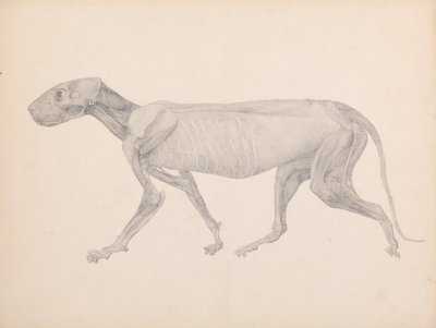 Esposizione anatomica comparata della struttura del corpo umano con quella di una tigre e di un uccello comune:  Corpo della tigre, vista laterale (Disegno finito per una tavola inedita; mostra il terzo stadio della dissezione) da George Stubbs