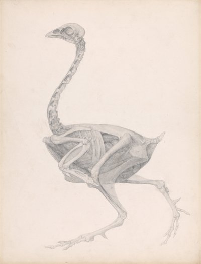 Esposizione anatomica comparata della struttura del corpo umano con quella di una tigre e di un volatile comune: Corpo di pollo, vista laterale (studio altamente rifinito per una tavola inedita; mostra l