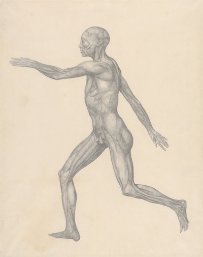Esposizione anatomica comparata della struttura del corpo umano con quella di una tigre e di un uccello comune: Figura umana, vista laterale, dopo la rimozione della pelle e degli strati fasciali sottostanti (Studio finito per la Tavola XIII) da George Stubbs