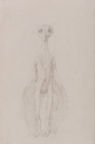 Esposizione anatomica comparata della struttura del corpo umano con quella di una tigre e di un uccello comune: Gufo in piedi, vista anteriore da George Stubbs