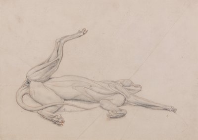 Esposizione anatomica comparata della struttura del corpo umano con quella di una tigre e di un uccello comune: Tigre, supina, vista ventralmente da George Stubbs
