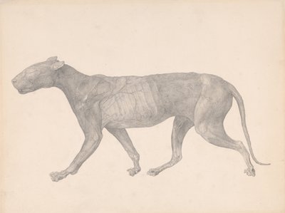 Esposizione anatomica comparata della struttura del corpo umano con quella di una tigre e di un volatile comune:  Tigre, vista laterale, con pelle e tessuti rimossi (Studio finito per la Tavola IX) da George Stubbs