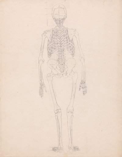 Esposizione anatomica comparata della struttura del corpo umano con quella di una tigre e di un uccello comune: Scheletro umano, vista posteriore da George Stubbs