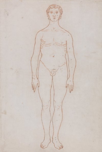 Esposizione anatomica comparata della struttura del corpo umano con quella di una tigre e di un uccello comune: Studio della figura umana, vista anteriore (Schema per la Tavola VI) da George Stubbs