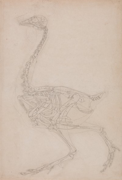 Esposizione anatomica comparata della struttura del corpo umano con quella di una tigre e di un volatile comune: Scheletro di volatile, vista laterale (probabilmente studio di base delle proporzioni dello scheletro di volatile usato per altri disegni) da George Stubbs