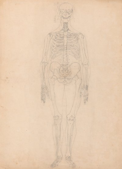 Esposizione anatomica comparata della struttura del corpo umano con quella di una tigre e di un uccello comune: Scheletro umano, vista anteriore da George Stubbs