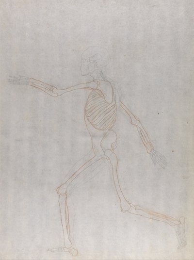 Esposizione anatomica comparata della struttura del corpo umano con quella di una tigre e di un uccello comune: Scheletro umano, vista laterale da George Stubbs