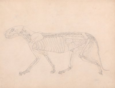 Esposizione anatomica comparata della struttura del corpo umano con quella di una tigre e di un uccello comune: Corpo della tigre, vista laterale da George Stubbs