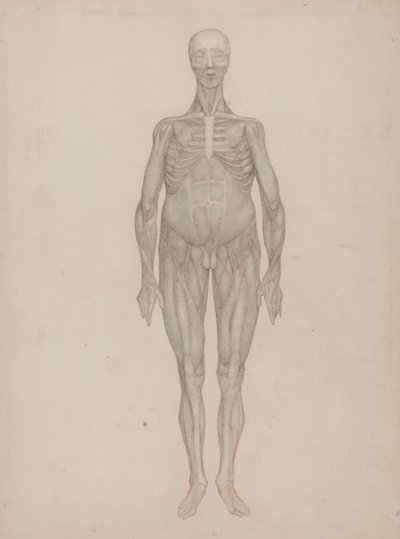 Esposizione anatomica comparata della struttura del corpo umano con quella di una tigre e di un uccello comune: Figura umana, vista anteriore (destinato a un piatto che non è mai stato pubblicato) da George Stubbs