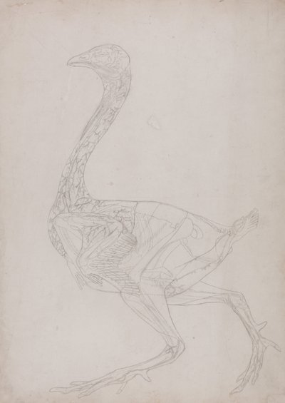 Esposizione anatomica comparata della struttura del corpo umano con quella di una tigre e di un volatile comune:  Corpo di volatile, vista laterale (disegno schematico, relativo alla Tavola XV) da George Stubbs