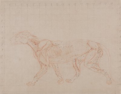 Esposizione anatomica comparata della struttura del corpo umano con quella di una tigre e di un uccello comune:  Corpo di tigre, vista laterale (Studio del quarto stadio di dissezione che mostra i muscoli più profondi) da George Stubbs