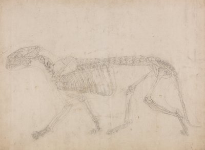 Esposizione anatomica comparata della struttura del corpo umano con quella di una tigre e di un uccello comune: Scheletro di tigre, vista laterale (probabilmente il più importante studio sullo scheletro) da George Stubbs