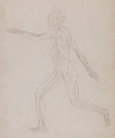 Esposizione anatomica comparata della struttura del corpo umano con quella di una tigre e di un uccello comune: Figura umana, vista laterale (in relazione alla Tavola XIII, studio dettagliato dei vasi sanguigni che riforniscono i muscoli) da George Stubbs