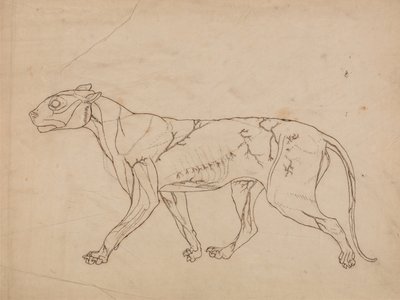 Esposizione anatomica comparata della struttura del corpo umano con quella di una tigre e di un uccello comune:  Corpo di tigre, vista laterale (studio sommario dei muscoli superficiali e del loro apporto di sangue, probabilmente realizzato per una figura  da George Stubbs