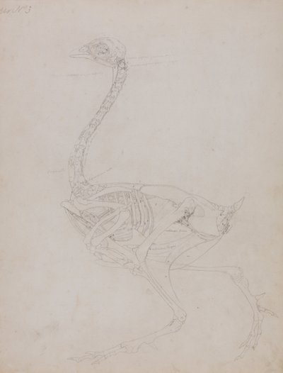Esposizione anatomica comparata della struttura del corpo umano con quella di una tigre e di un volatile comune:  Corpo di un pollo, vista laterale da George Stubbs