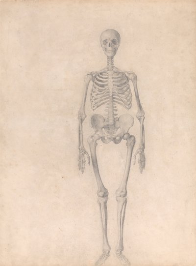 Esposizione anatomica comparata della struttura del corpo umano con quella di una tigre e di un uccello comune: Scheletro umano, vista anteriore (Studio finito per la Tavola I) da George Stubbs