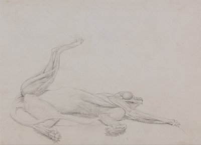 Esposizione anatomica comparata della struttura del corpo umano con quella di una tigre e di un uccello comune:  Corpo di tigre, supino, visto ventralmente da George Stubbs