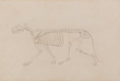 Esposizione anatomica comparata della struttura del corpo umano con quella di una tigre e di un uccello comune: Scheletro di tigre, vista laterale (studio altamente rifinito per la Tavola IV) da George Stubbs