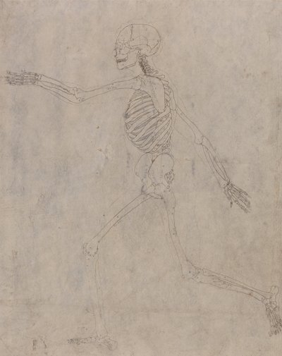 Esposizione anatomica comparata della struttura del corpo umano con quella di una tigre e di un uccello comune: Scheletro umano, vista laterale da George Stubbs