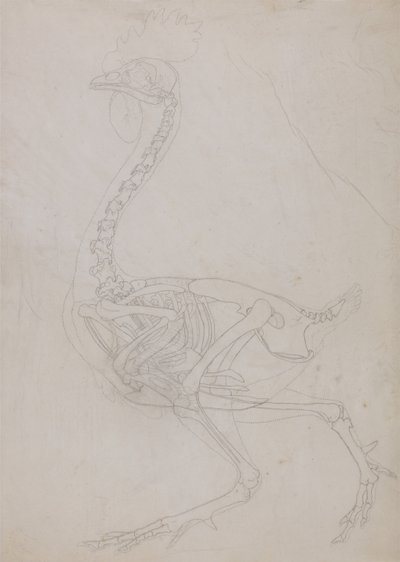 Esposizione anatomica comparata della struttura del corpo umano con quella della tigre e dell