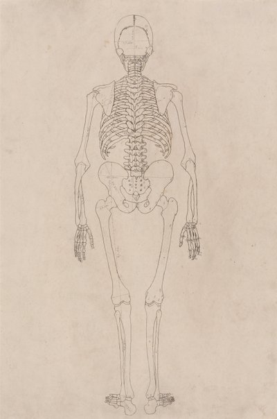 Esposizione anatomica comparata della struttura del corpo umano con quella di una tigre e di un uccello comune: Scheletro umano, vista posteriore (si riferisce alla Tabella II) da George Stubbs
