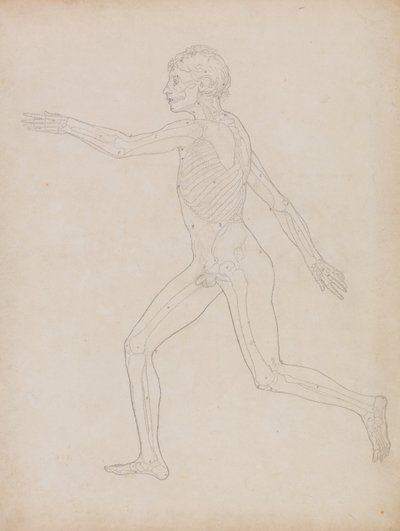Esposizione anatomica comparata della struttura del corpo umano con quella di una tigre e di un uccello comune: Figura umana, vista laterale da George Stubbs