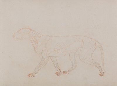 Esposizione anatomica comparata della struttura del corpo umano con quella di una tigre e di un uccello comune: Corpo di tigre, vista laterale (mostra il terzo stadio della dissezione) da George Stubbs
