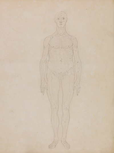Esposizione anatomica comparata della struttura del corpo umano con quella di una tigre e di un uccello comune: Studio della figura umana, vista anteriore (probabilmente correlato alla Tavola XI) da George Stubbs