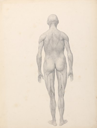Esposizione anatomica comparata della struttura del corpo umano con quella di una tigre e di un uccello comune:  Figura umana, vista posteriore, parzialmente sezionata (Studio finito per la Tavola XII) da George Stubbs