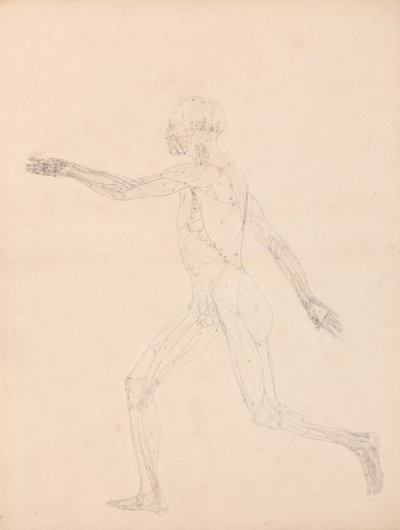 Esposizione anatomica comparata della struttura del corpo umano con quella di una tigre e di un uccello comune: Figura umana, vista laterale (Per la figura chiave della Tabella XIII) da George Stubbs