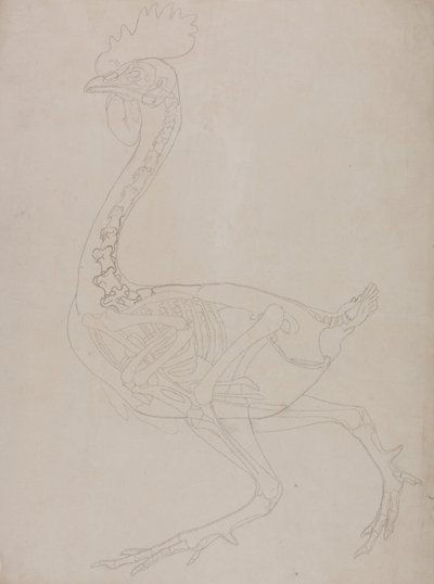 Esposizione anatomica comparata della struttura del corpo umano con quella di una tigre e di un volatile comune:  Scheletro di pollo, vista laterale da George Stubbs