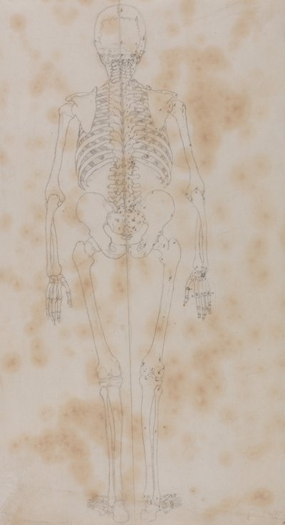 Esposizione anatomica comparata della struttura del corpo umano con quella di una tigre e di un uccello comune: Scheletro umano, vista posteriore (forse il primo degli studi sullo scheletro) da George Stubbs