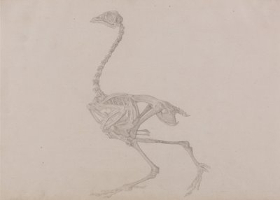 Esposizione anatomica comparata della struttura del corpo umano con quella di una tigre e di un volatile comune:  Scheletro di gallina di Dorking, vista laterale (studio finito per una tavola inedita) da George Stubbs