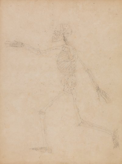Esposizione anatomica comparata della struttura del corpo umano con quella di una tigre e di un uccello comune:  Scheletro umano, vista laterale da George Stubbs