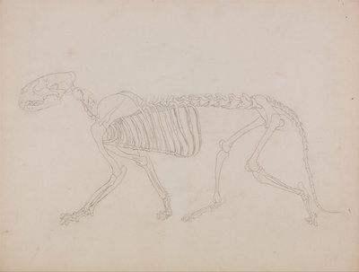 Esposizione anatomica comparata della struttura del corpo umano con quella di una tigre e di un uccello comune: Scheletro di tigre, vista laterale da George Stubbs