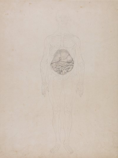 Esposizione anatomica comparata della struttura del corpo umano con quella di una tigre e di un uccello comune: Figura umana, vista anteriore (disegno schematico) da George Stubbs